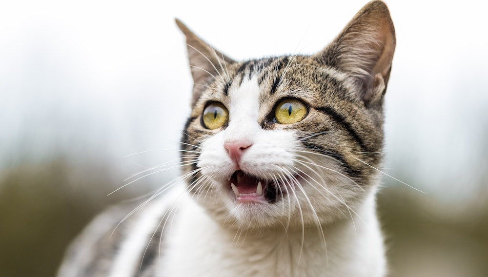 Advice From Dr. Lindsey: Dealing With Cat Hairballs