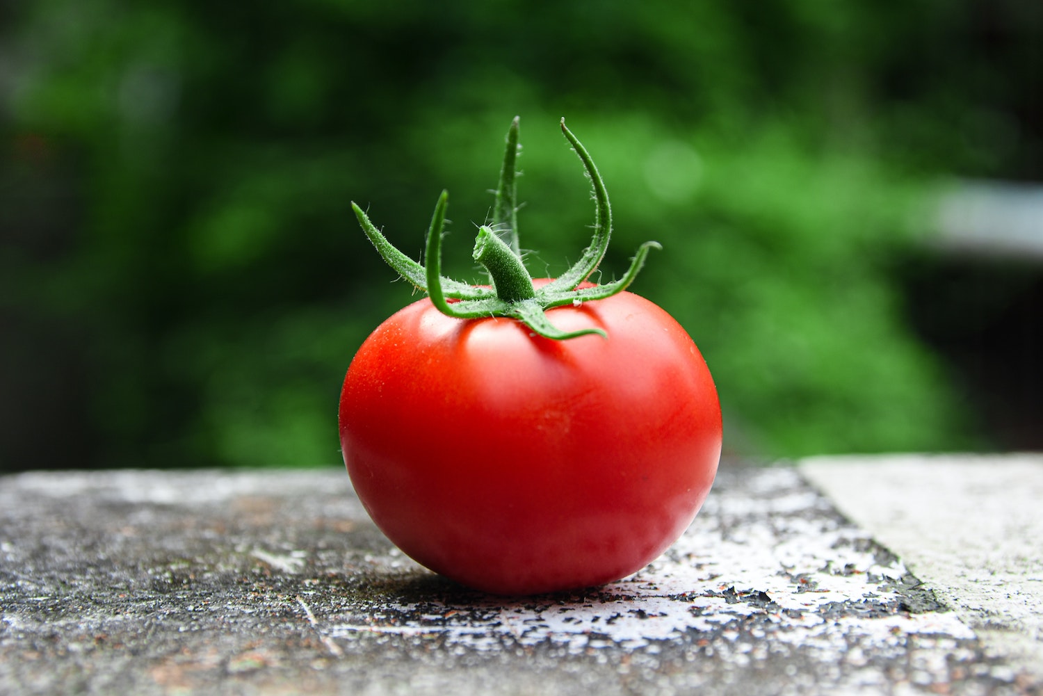 Answering The Question: Can Dogs Have Tomato?