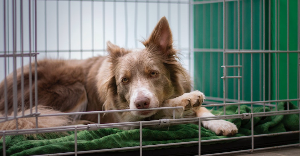 Crate Training Essentials To Help Your Pet Love The Crate Life