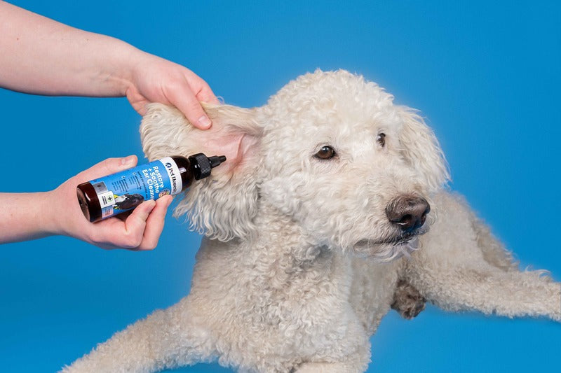 Dog Ear Cleaning 101: A Complete Guide for Pet Owners