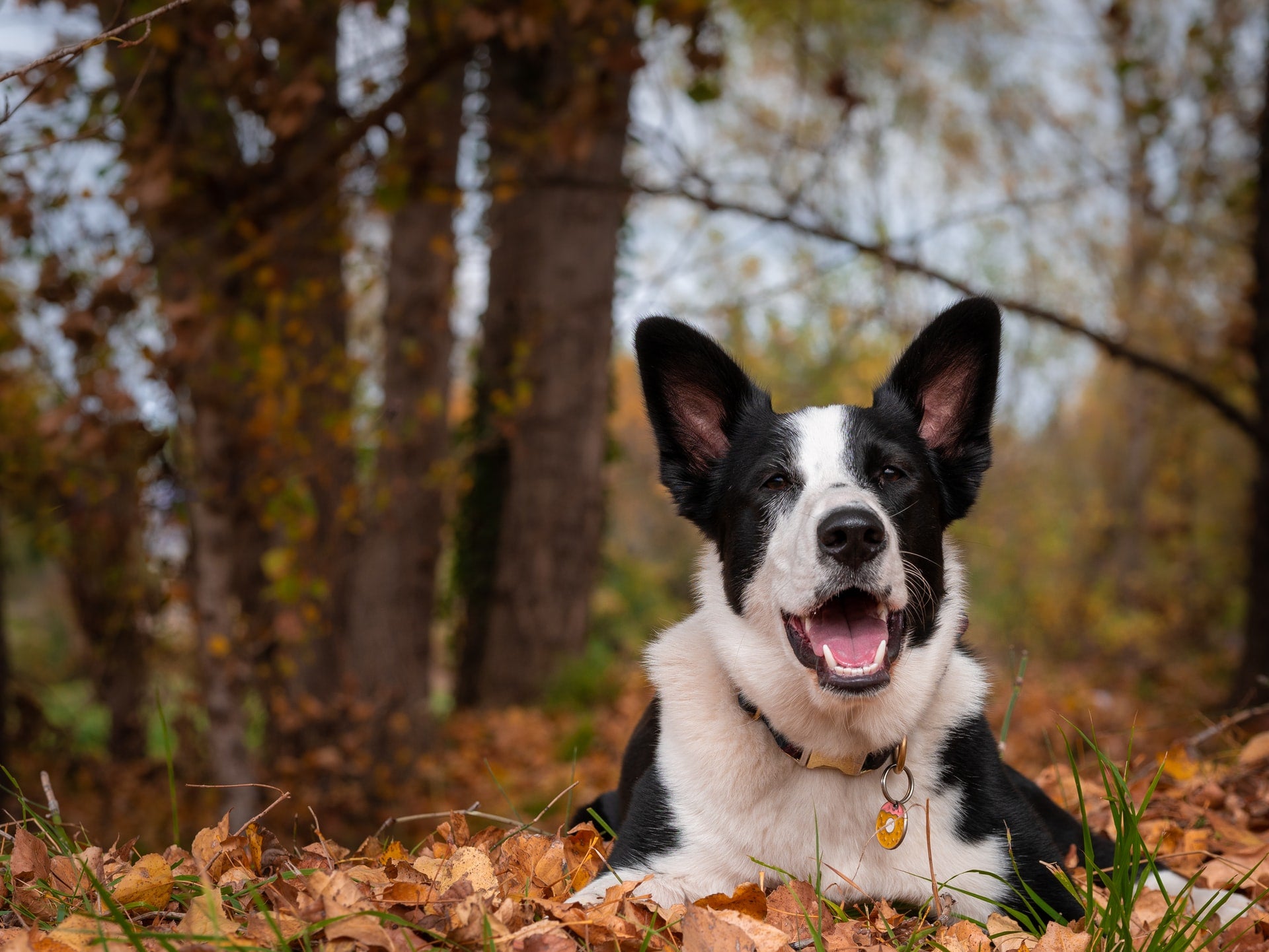 Thanksgiving Safety & Your Pets