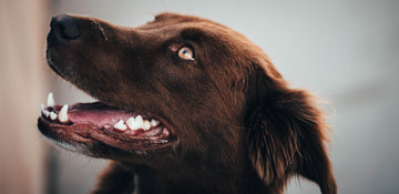 Preventative Dental Care for Dogs