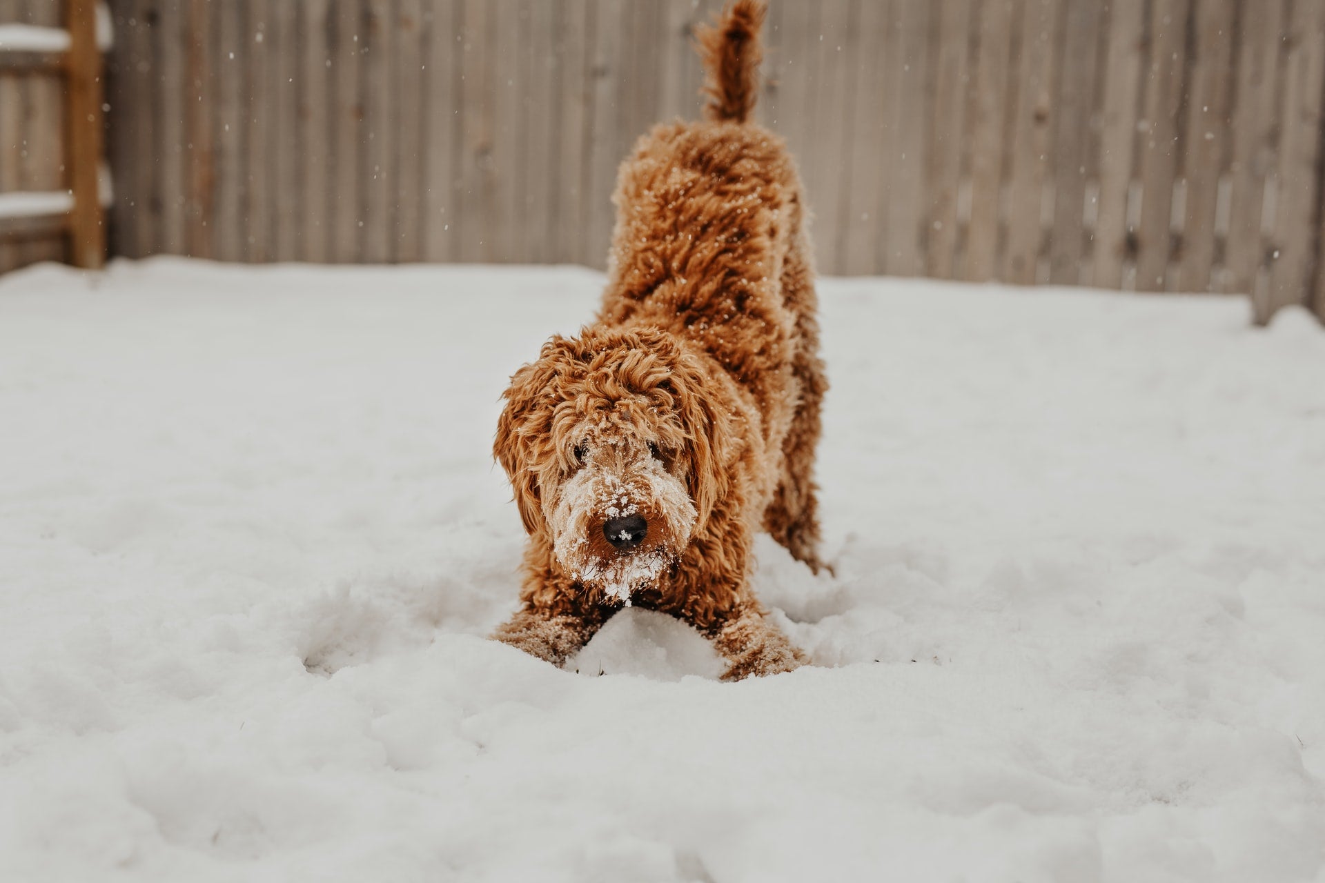 Is Your Dog Cold? How to Keep Your Dog Warm This Winter