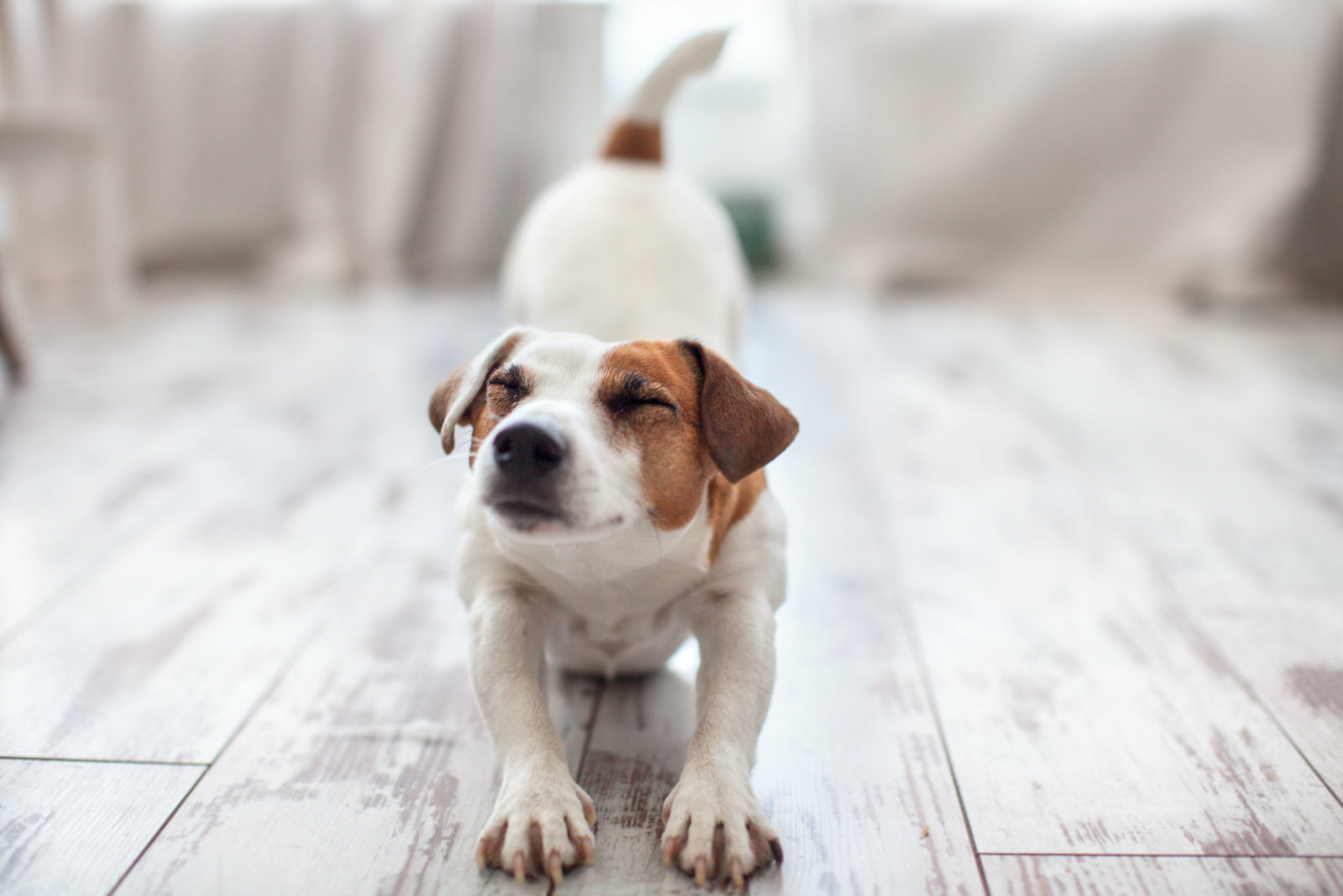 Can you give a dog melatonin: A dog stretches after a nap