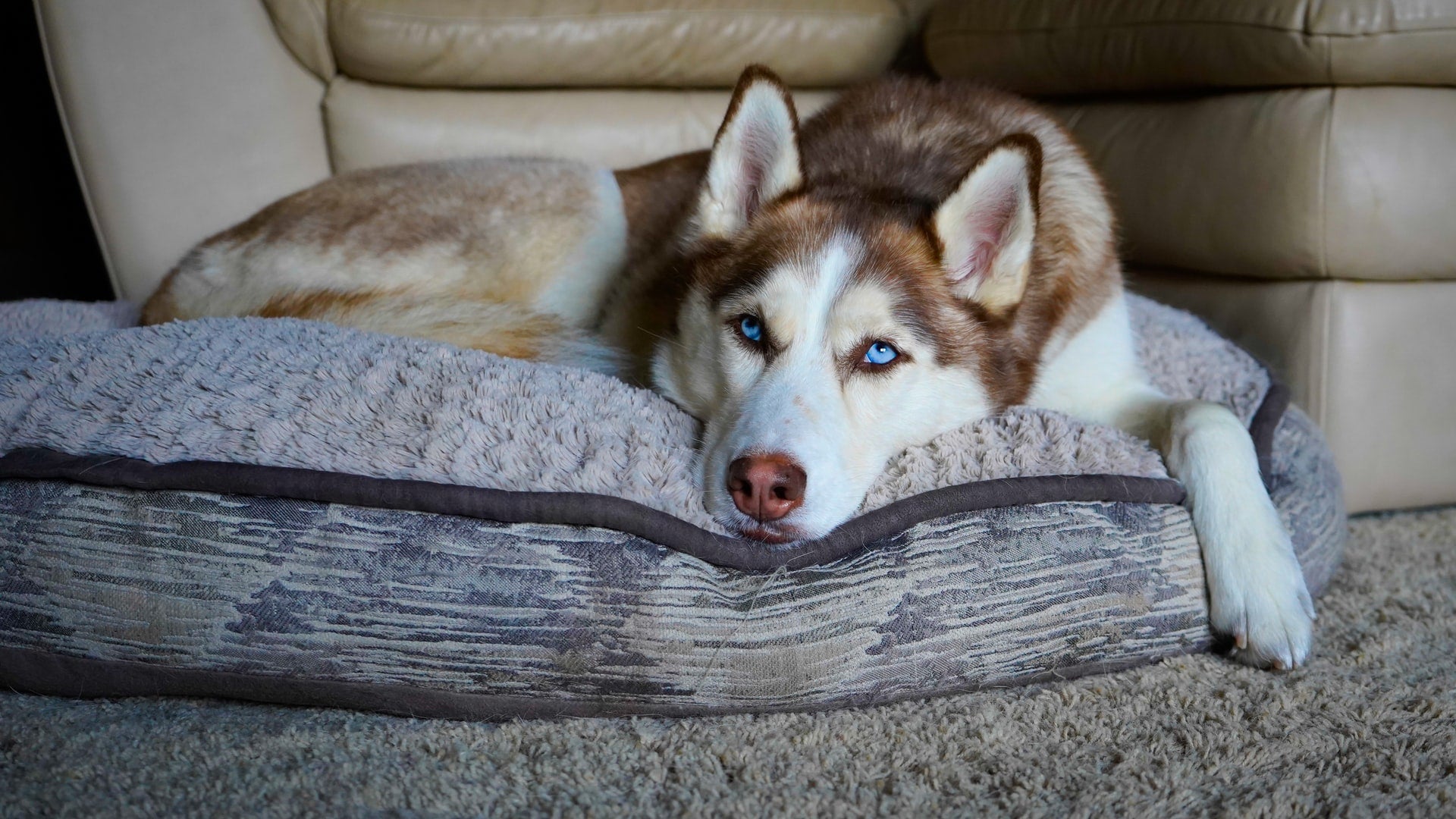 Pup-Proofing Your Home for Your New Dog