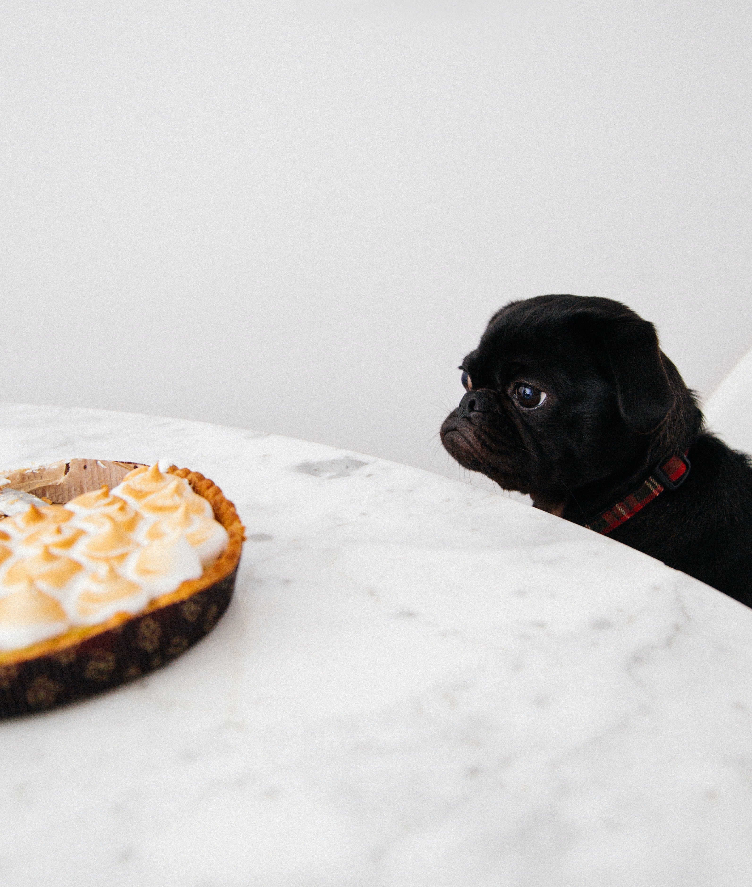 What Thanksgiving Foods Are Safe For My Dog?