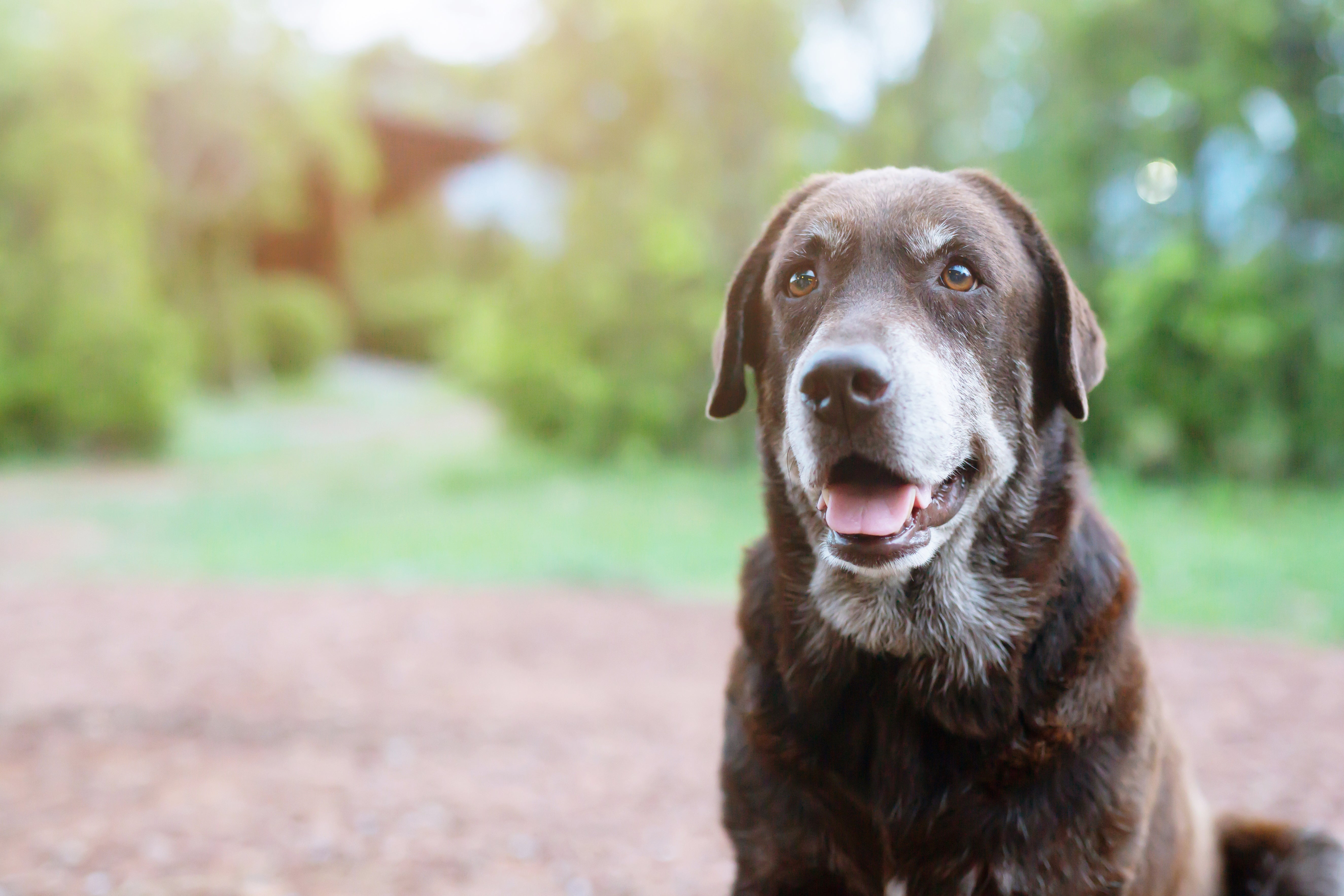 Mobility Issues in Aging Dogs