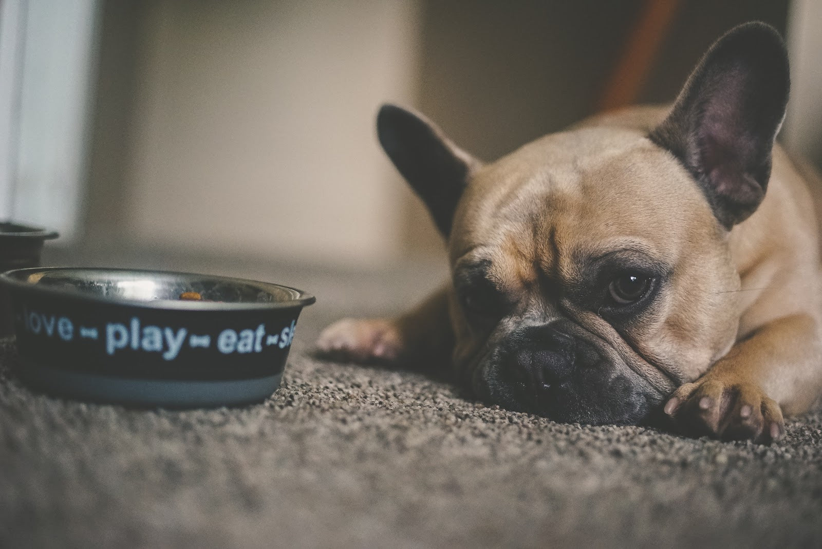 Hypoallergenic Dog Food and Your Dog’s Allergies