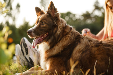 9 Essential Vitamins to Help Your Dog Live a Healthy Life