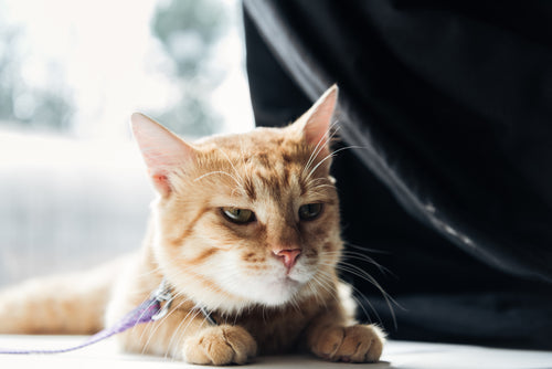 Constipation in Cats: Symptoms, Causes and Treatment