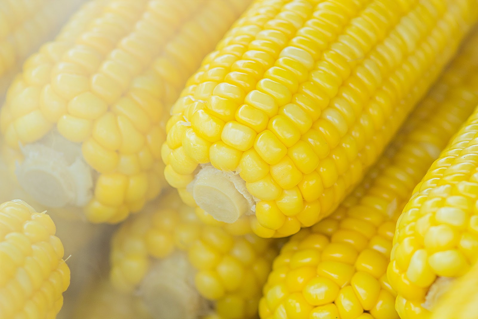 Can Dogs Eat Corn? Weighing the Pros and Cons