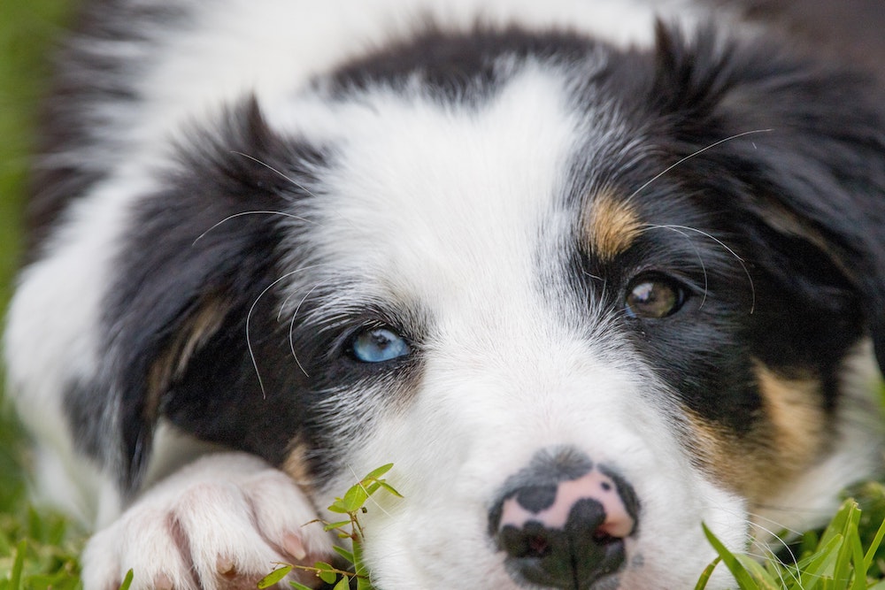 Good Gut: How To Support Your Dog’s Digestive System