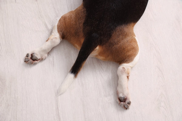 cute-dog-lying-wooden-floor-closeup-paws