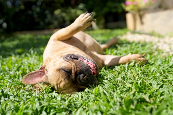6 Things Dogs Skin Can be Allergic to in the Yard
