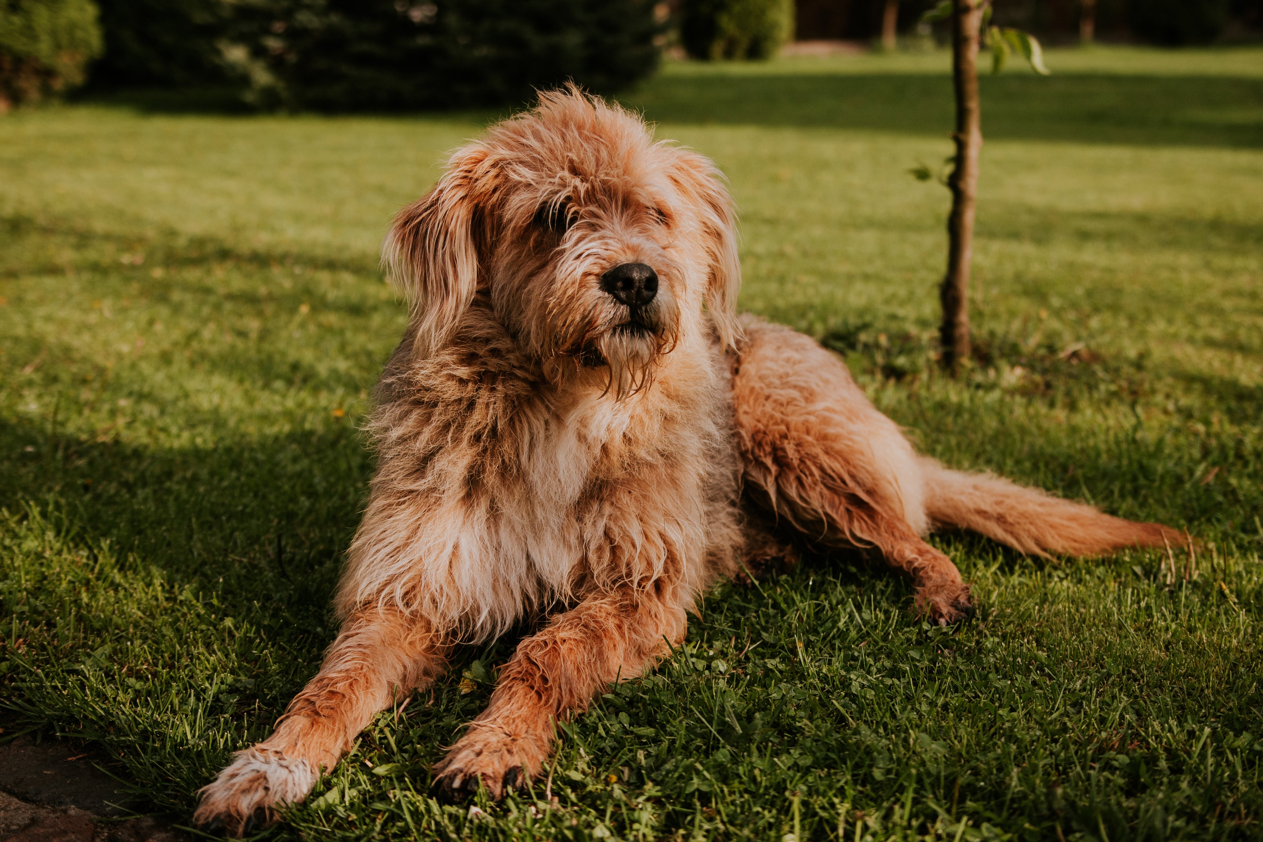 Comprehensive Guide to Dog Dandruff Causes, Solutions, and Grooming Products