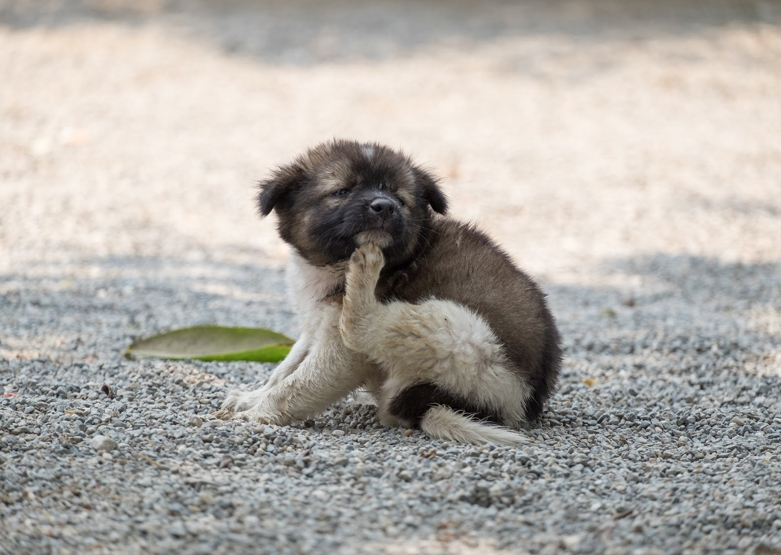 Dog Hot Spots: How to Treat and Prevent Them