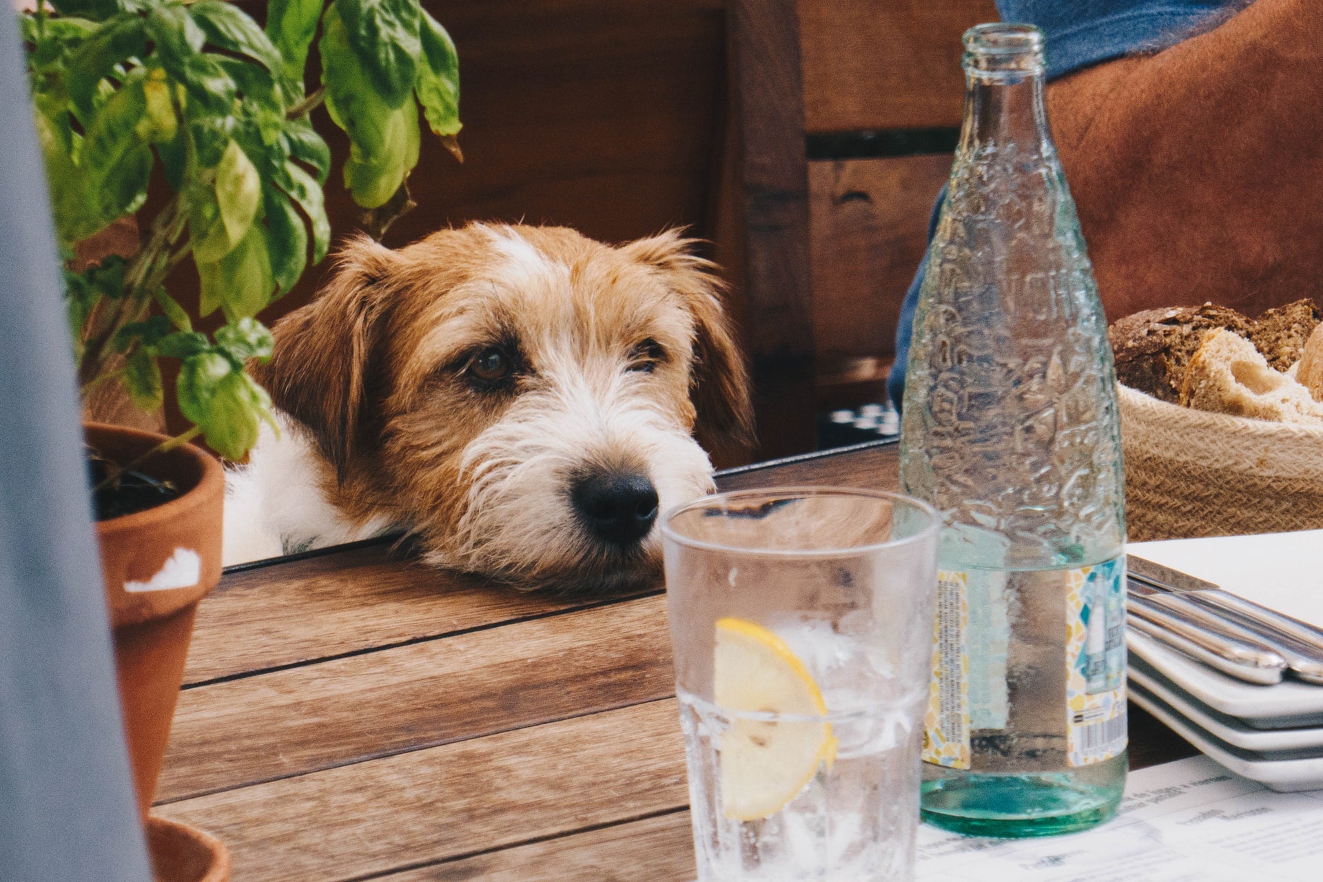 Is Tap Water Safe for Dogs?