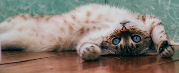 Advice From Dr. Lindsey: Constipation in Cats