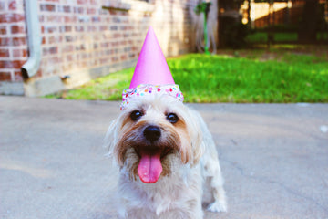 How to Throw Your Dog the Best Birthday Party