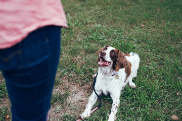 Our Top 10 Dog Training Tips