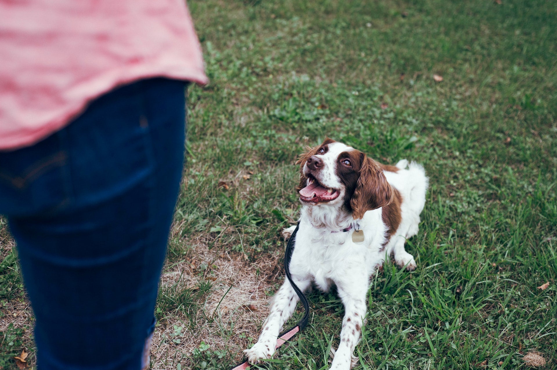 5 Basic Commands Every Dog Should Know
