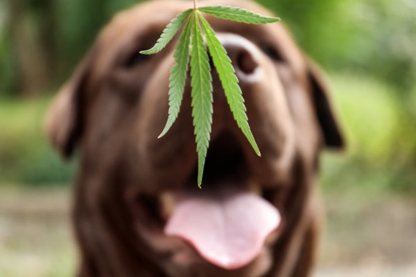 detection-labrador-dog-sniffing-hemp-leaf-outdoors