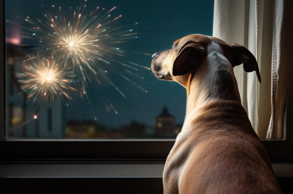 Pet Anxiety and Fireworks: Understanding and Managing Fear