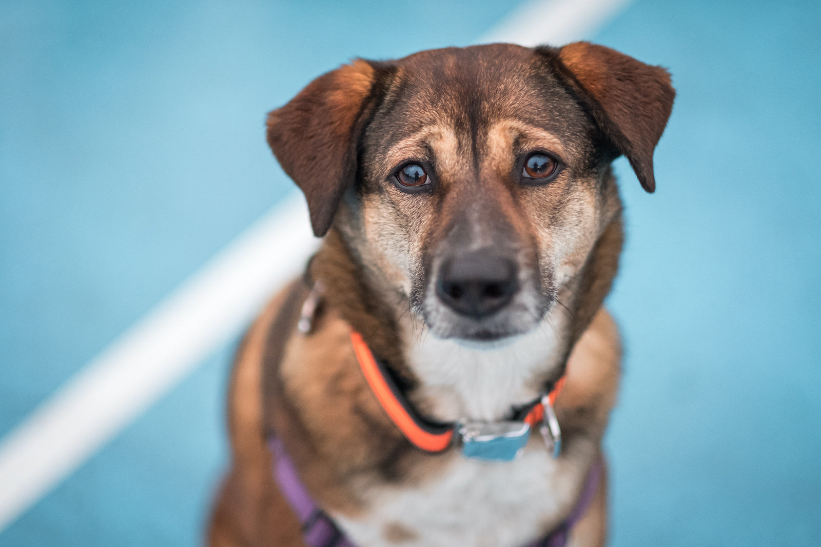 Dog anxiety medications: An anxious dog's face