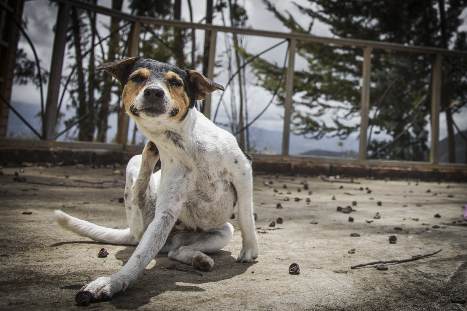 What Causes Dog Dandruff (and How Do You Get Rid of It)?