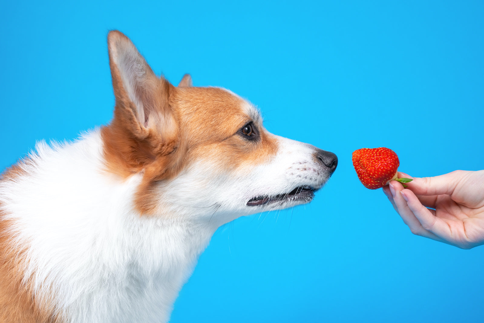 Dog food for allergies: A hand holds a strawberry in front of a dog's face