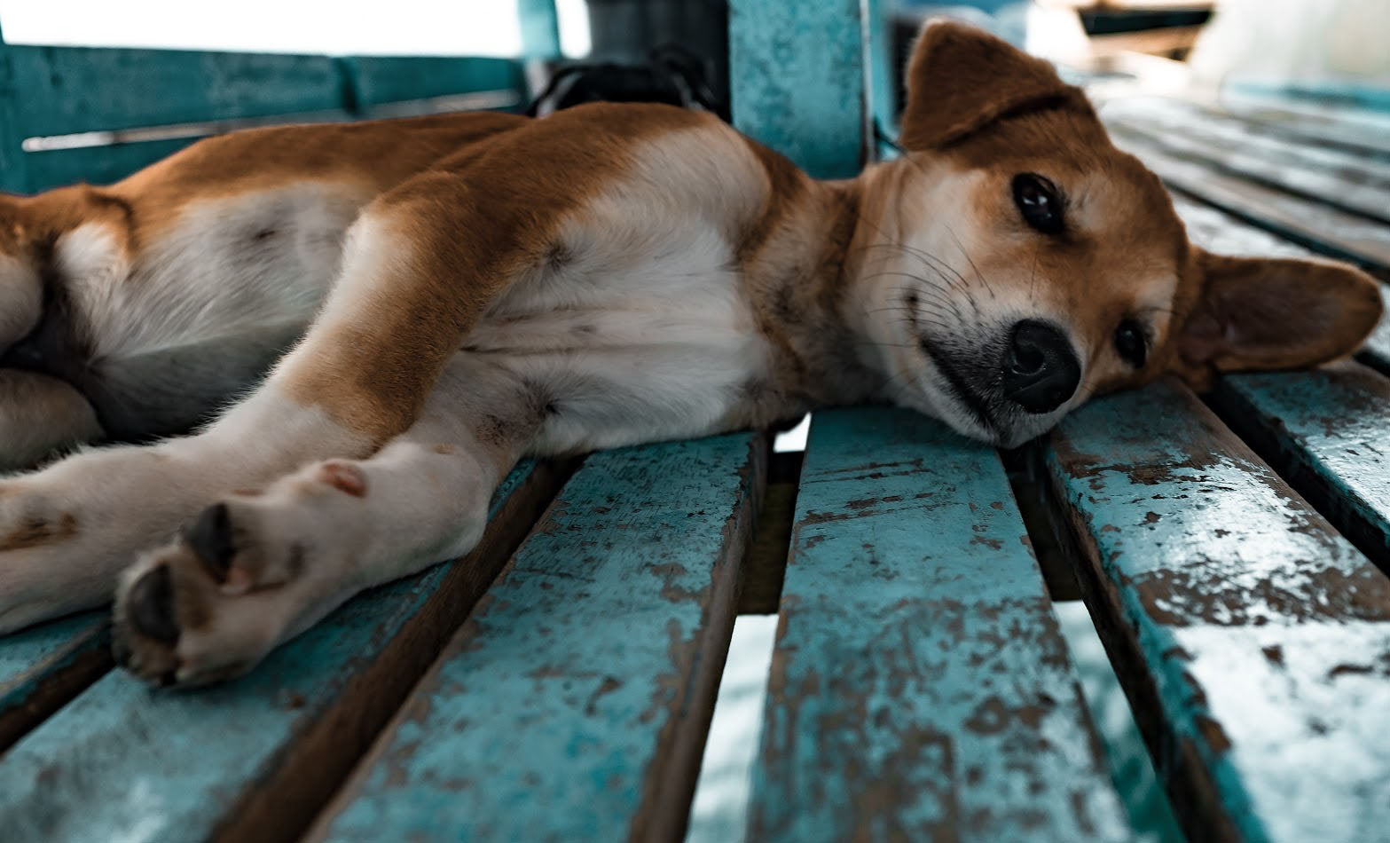 Natural Pain Relief for Dogs