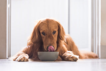 The Dog Digestive System: Everything You Need to Know