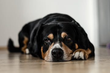 Do Dogs Experience Memory Problems?