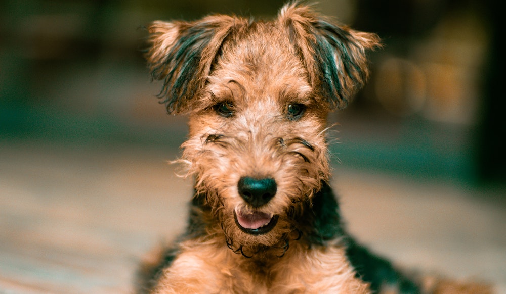 What Do You Need To Adopt A Dog?