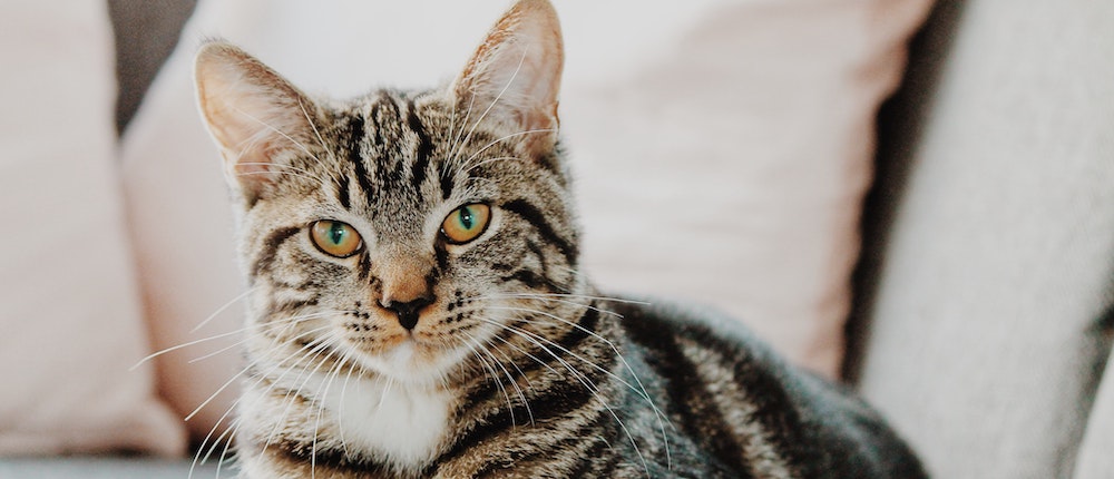 Advice From Dr. Lindsey: Feline Acne