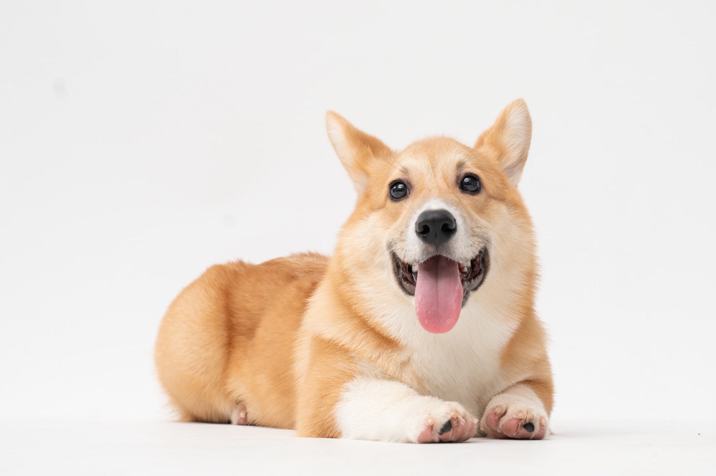 Dental Health For Dogs: Tips To Help If Your Dog Has An Oral Emergency