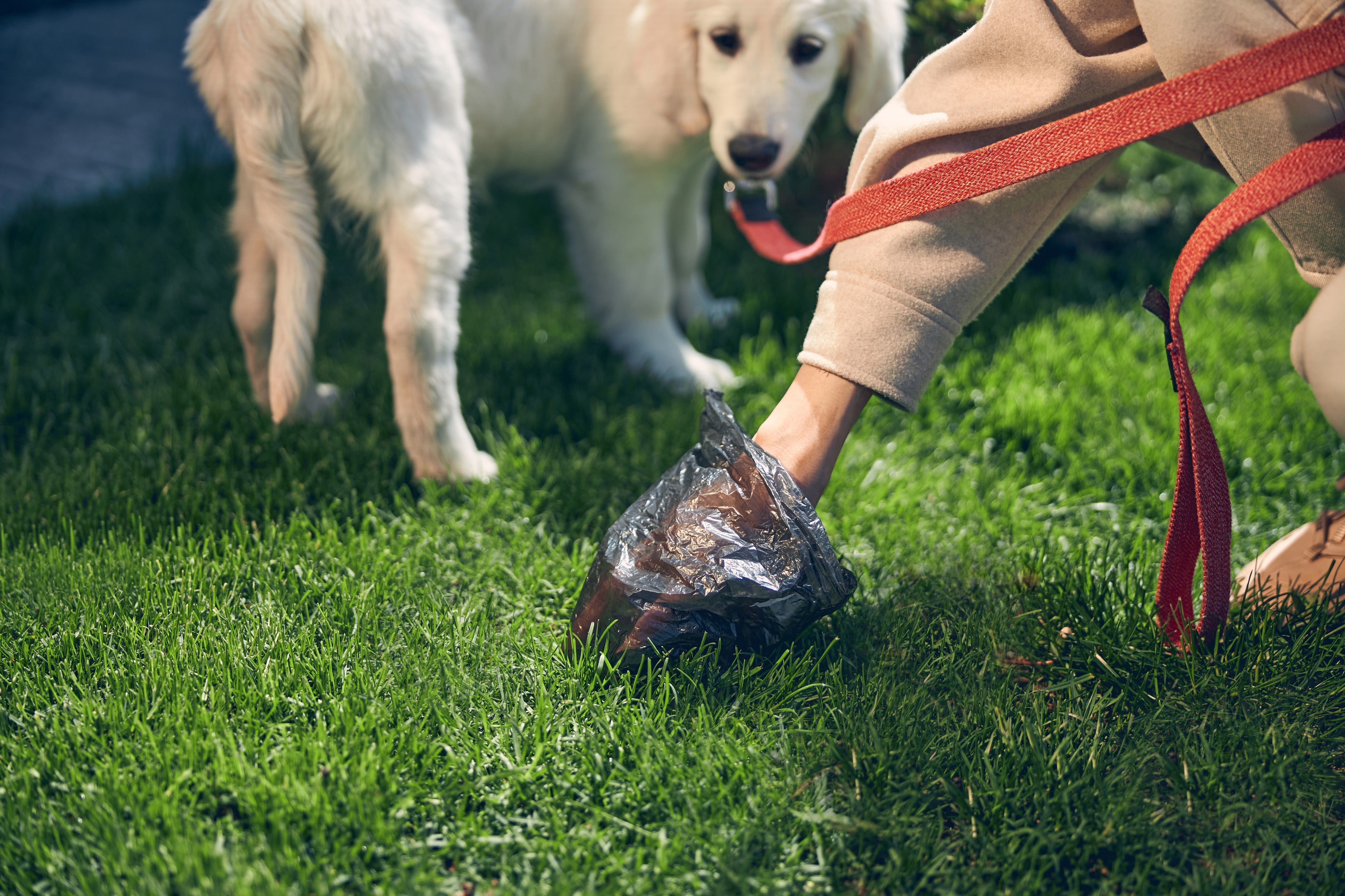 How to Stop a Dog From Eating Poop: 7 Simple Solutions