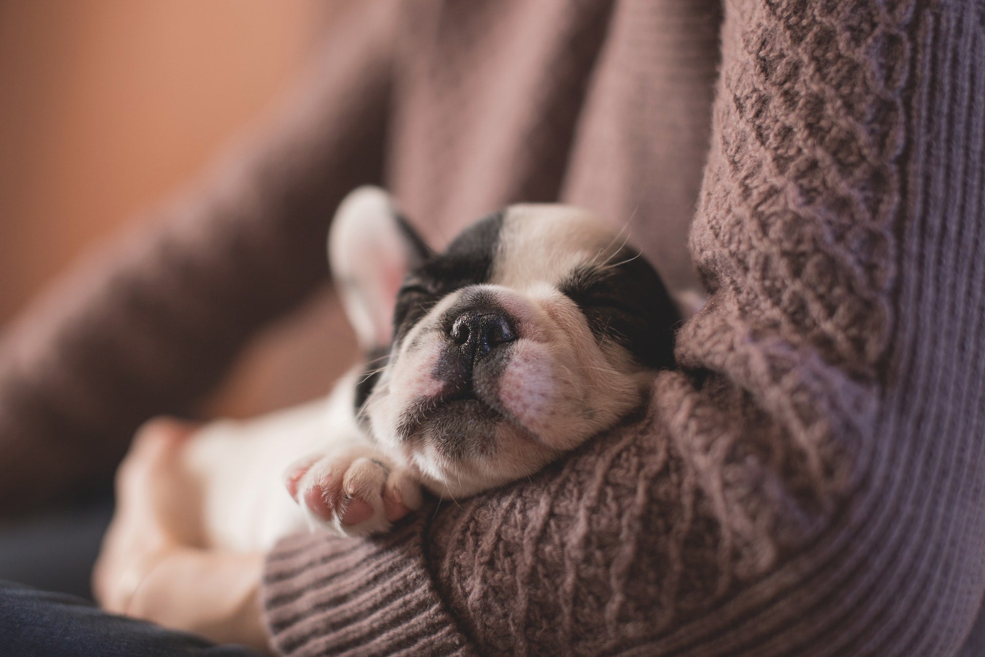 5 Things to Consider Before Adopting a Puppy