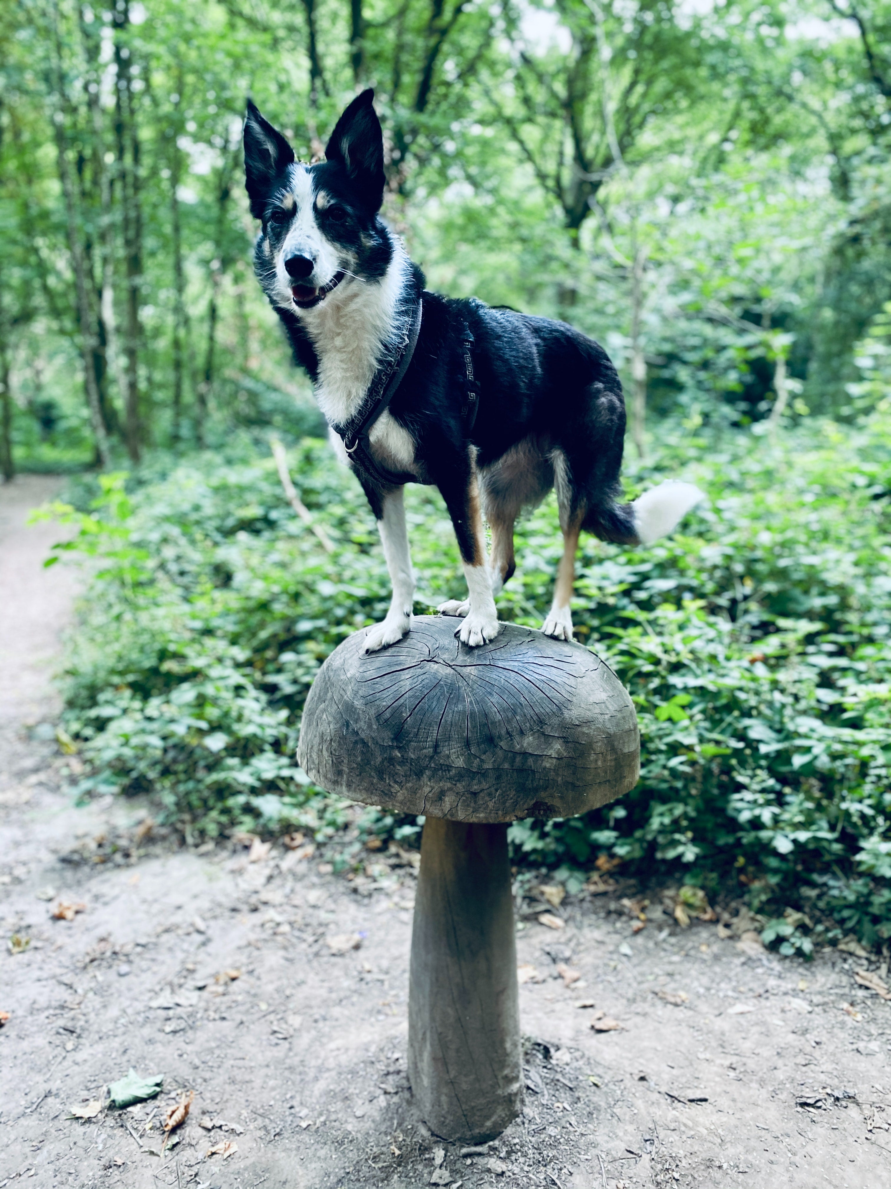 Can Dogs Eat Mushrooms?