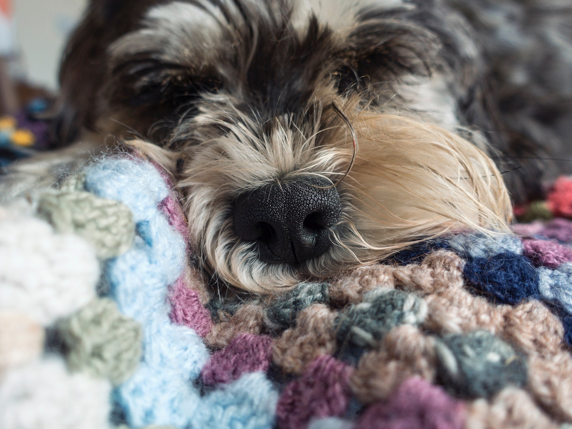 Understanding Your Dog’s Allergies