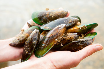 Green-Lipped Mussels: The Secret Ingredient to Get Dogs with Joint Discomfort Up and Moving