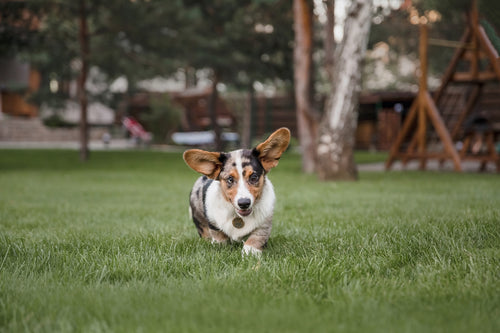 Why Dog Pee Kills Grass + How to Stop It