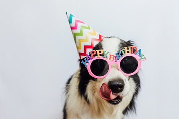 cute-puppy-dog-border-collie-wearing-birthday