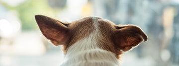 Tackling Unpleasant Odors in Your Dog's Ears with 7 Effective Cleaning Techniques