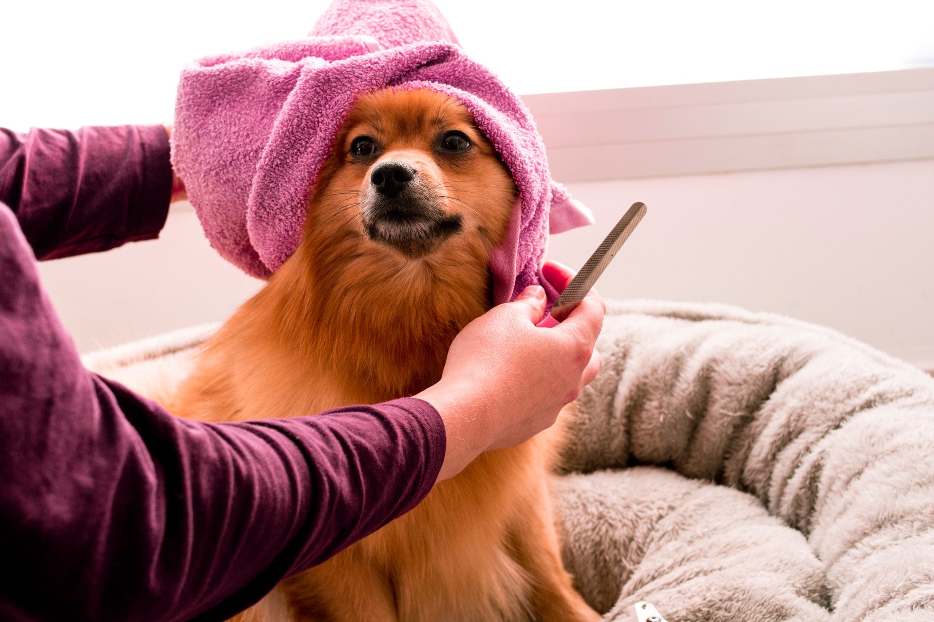 How to Groom Your Dog at Home
