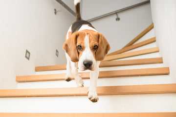 beagle dog walking down a flight of stairs