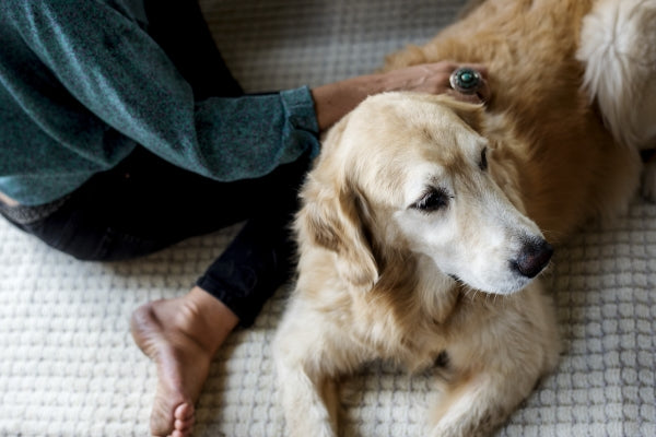 7 Signs of Hip Problems in Dogs + Solutions to Ease the Pain