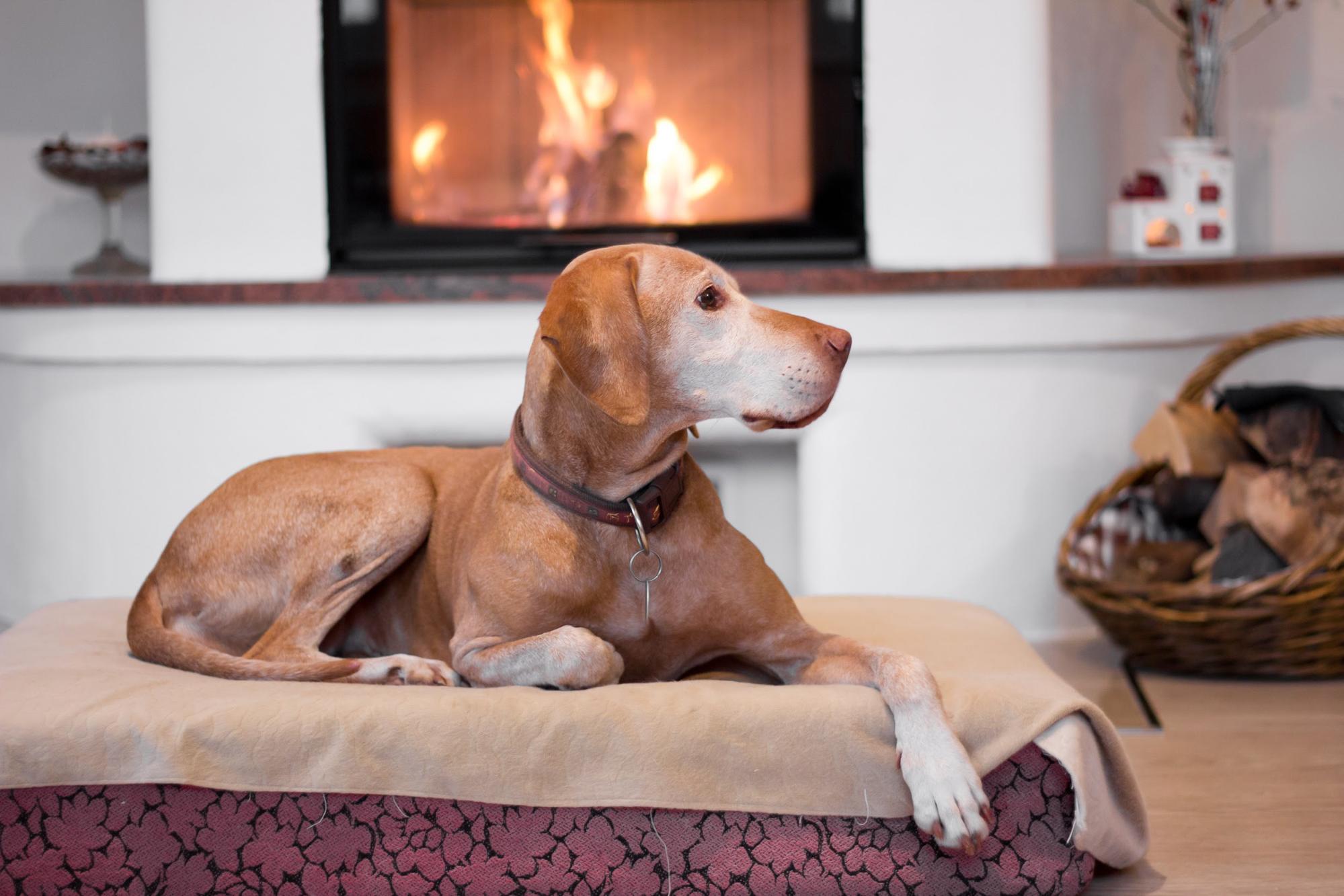 Senior Dog Care: What to Do About Old Dog Incontinence