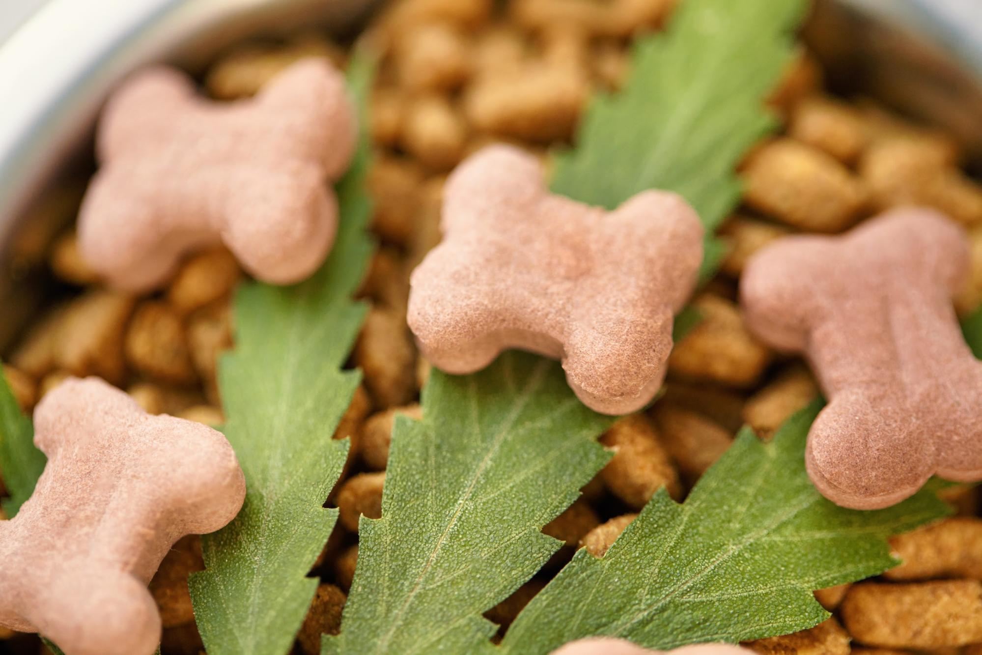 Hemp Dog Treats: Health Benefits and How to Pick the Best Ones