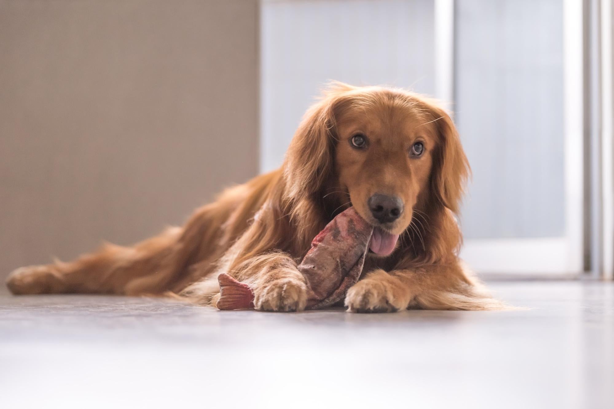 Salmon Oil for Dogs: A Guide to Benefits and Finding the Best One